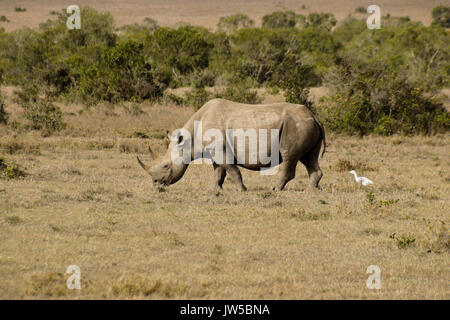 Schwarze Nashorn und Kuhreiher, Ol Pejeta Conservancy, Kenia Stockfoto