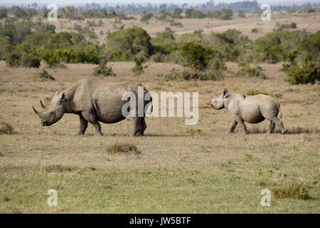 Schwarze Nashorn und Kalb, Ol Pejeta Conservancy, Kenia Stockfoto