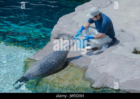 Japan, Hokkaido, Asahikawa, Asahiyama Zoo, Siegel Essen vom trainer Stockfoto