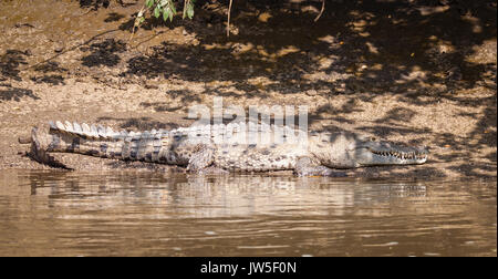 Amerikanisches Krokodil Stockfoto