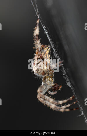 Seitenansicht eines spider Fütterung auf eine Fliege auf seine Cobweb gegen einen dunklen Hintergrund grau Stockfoto