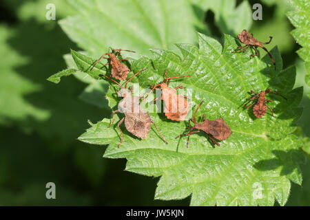 Eine Familie von Dock Bug (Coreus Marginatus) auf einer Brennessel Blatt thront. Stockfoto