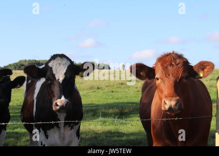 Zwei Rinder über Stacheldraht zaun Stockfoto