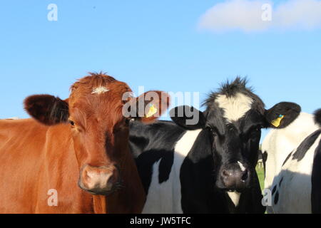 Zwei Rinder über Stacheldraht zaun Stockfoto