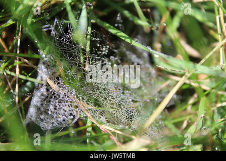 Spinnen-Web im frühen Morgentau bedeckt Stockfoto
