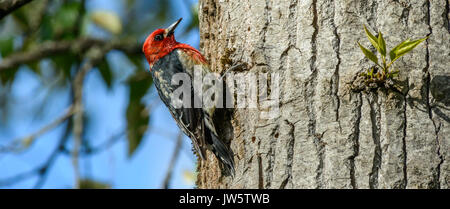 Sapsucker in Marymoor Park, WA State, USA Stockfoto