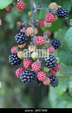 Cluster von Grün, Rot und Brombeeren Reifen auf Bush Stockfoto