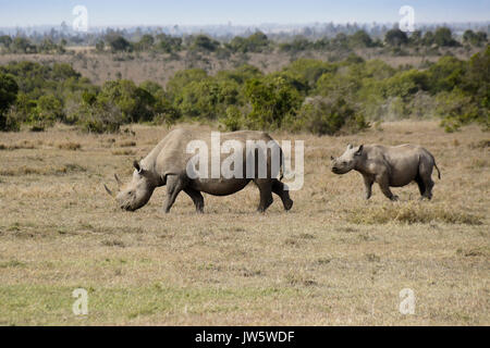 Schwarze Nashorn und Kalb, Ol Pejeta Conservancy, Kenia Stockfoto