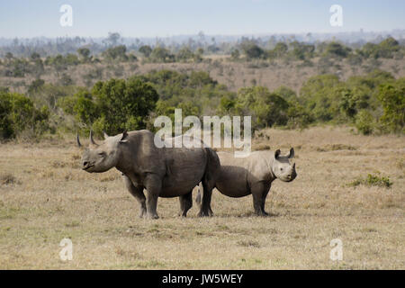 Schwarze Nashorn und Kalb, Ol Pejeta Conservancy, Kenia Stockfoto