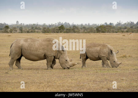 Weißes Nashorn und Kalb Beweidung, Ol Pejeta Conservancy, Kenia Stockfoto