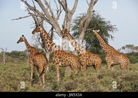 Gruppe Netzgiraffen, Samburu Game Reserve, Kenia Stockfoto