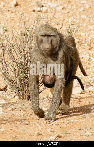 Weibliche olive Baboon mit Baby hängt unter, Samburu Game Reserve, Kenia Stockfoto