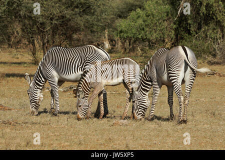 GREVY Zebras grasen, Samburu Game Reserve, Kenia Stockfoto