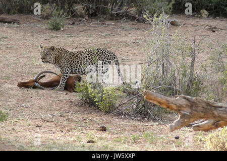 Männliche Leopard mit männlichen Impala Karkasse, Samburu Game Reserve, Kenia Stockfoto