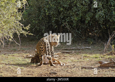 Männliche Leopard mit männlichen Impala Karkasse, Samburu Game Reserve, Kenia Stockfoto