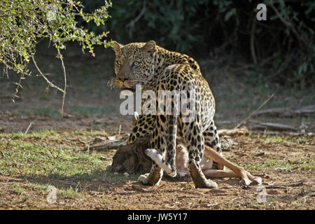 Männliche Leopard mit männlichen Impala Karkasse, Samburu Game Reserve, Kenia Stockfoto