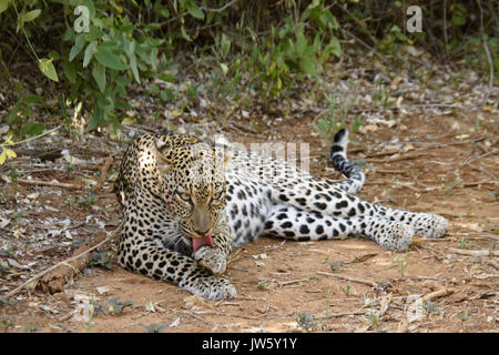 Leopardin leckt ihre Pfote (Grooming), Samburu Game Reserve, Kenia Stockfoto
