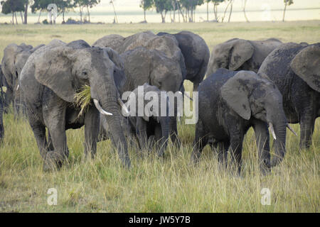 Herde von Schlammigen Elefanten aus einem Wasserloch, Masai Mara, Kenia Stockfoto