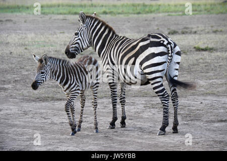 Gemeinsame Zebra (mit alten Wunde am Schenkel) mit Fohlen, Masai Mara, Kenia Stockfoto