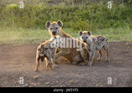 Weibliche Tüpfelhyäne mit ihren Jungen, Masai Mara, Kenia Stockfoto