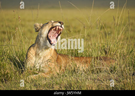 Löwin gähnen, Masai Mara, Kenia Stockfoto