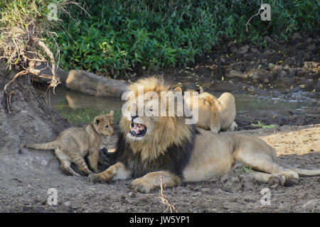 Männliche Löwe genervt von seinem Cub während Löwin Getränke aus dem Pool im Hintergrund, Masai Mara, Kenia Stockfoto