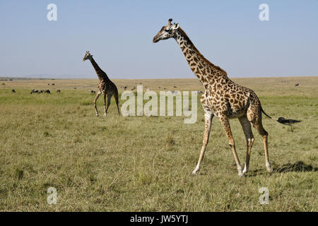 Masai Giraffen wandern auf Savannah, Masai Mara, Kenia Stockfoto