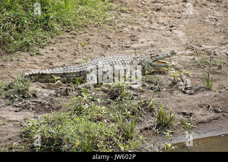 Nilkrokodil Sonnen am Ufer des Mara River, Masai Mara, Kenia Stockfoto