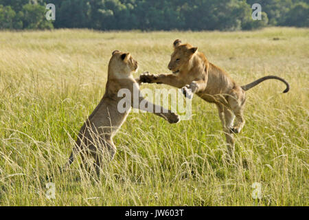 Lion Cubs spielen in langen Gras, Masai Mara, Kenia Stockfoto
