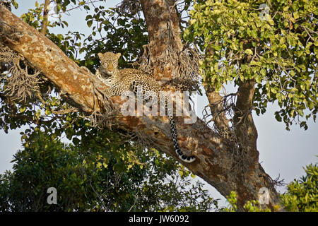 Leopardin ruht im Schritt von Baum, Masai Mara, Kenia Stockfoto