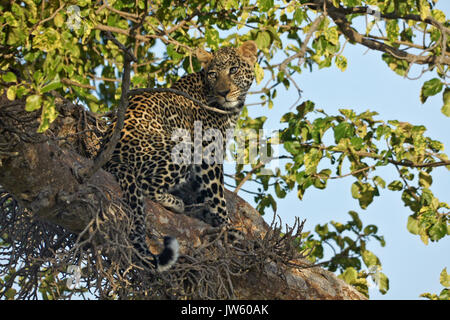 Junge männliche Leopard sitzend in Baum, Masai Mara, Kenia Stockfoto