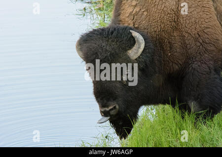 Bison Trinkwasser Stockfoto