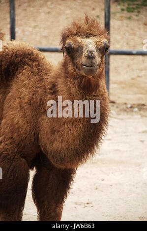 Die baktrischen Kamel ist ein selbst große-toed ungulate native auf den Steppen Zentralasiens. Stockfoto