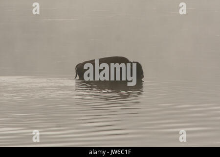 Bison Waten in den Yellowstone River Stockfoto