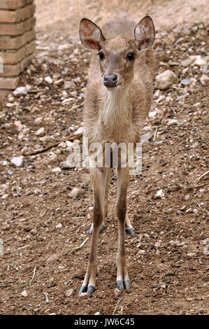 Rusa Rehe sind durch ihre große Ohren erkannt, das Licht Haarbüschel oberhalb der Augenbrauen, das Geweih erscheint zu groß für ihre Körpergröße. Stockfoto