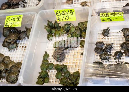 Verkauf von PET-Schildkröten in einem der vielen Tung Choi Street pet shops. Die Gegend, besser bekannt als der Goldfischmarkt, ist auf beiden Seiten mit pet shops und ein Stockfoto