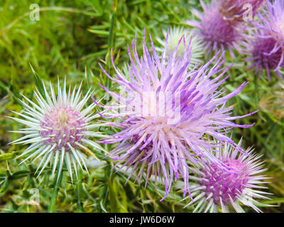 Die rosa Mariendistel Blume in voller Blüte im Sommer. Stockfoto