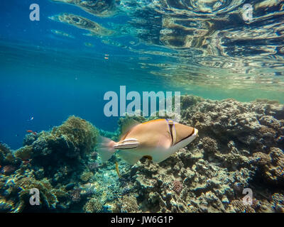 Rotes Meer 1001 Drückerfisch (Rhinecanthus assasi) Fisch auf Coral Garden im Roten Meer, Marsa Alam, Ägypten Stockfoto