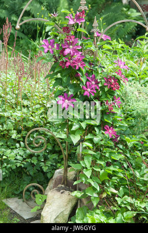 Clematis blühen in einem Garten, Nahaufnahme Stockfoto