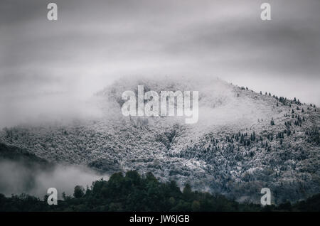 Verschneite Bäume im Nebel Wolke auf dem Berg, immergrünen Wald im Winter, Racha, Georgien Stockfoto