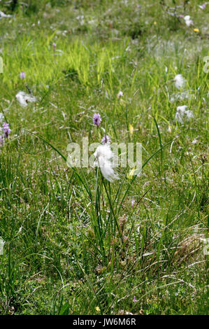 Colomers Seen in den katalanischen Pyrenäen, Spanien. Teil des Parc Nacional d'Aigüestortes i Estany de Sant Maurici Stockfoto