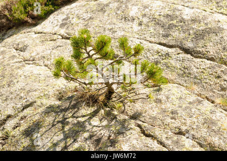 Härte und Überleben. Junge Pine Tree kämpft, um zu überleben, während in einem Felsen wächst. In den spanischen Pyrenäen fotografiert. Stockfoto