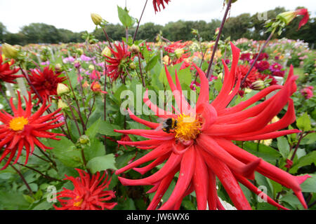 Penzance, Cornwall, UK. 11. August 2017. UK Wetter. Die Dahlien auf der Nationalen Sammlung in Penzance, bringen einen Farbtupfer in einem ansonsten grauen, nassen und windigen Tag in Cornwall. Foto: Simon Maycock/Alamy leben Nachrichten Stockfoto