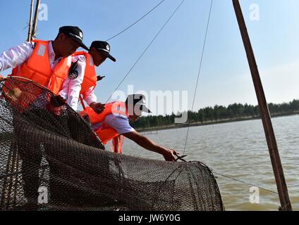 (170811) - ANQING, Aug 11, 2017 (Xinhua) - Aux Streifenpolizisten prüfen auf einem Boot in der finless porpoise Naturschutzgebiet in Anqing der ostchinesischen Provinz Anhui, 10.08.2017. Eine Patrouille der Feuerwehr, darunter 6 sind ehemalige Fischer, ihre Mission im Juni 2017 begann der Schutz der 60 finless Schweinswale entlang der 60 Kilometer langen Abschnitt der Yangtze Fluss in der Provinz. Telefon Anwendung ist in ihrer Routine Missionen eingesetzt zu verfolgen und die Delfine beobachten - wie die Säugetier leben, notwendigen Schutz bieten und die Schadstoff- und illegale Fischerei in der Reserve zu überwachen. (Xinhua / Liu Junxi) (Cl Stockfoto