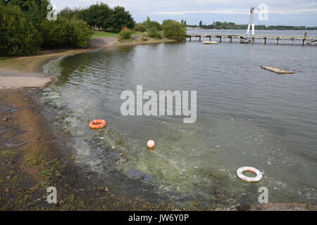 Cannock, Staffordshire, Großbritannien. 11. August 2017. blau/grün Algen als problematisch im chasewater Country Park mit Warnzeichen gegen ins Wasser Quelle: Daniel James armishaw/alamy live News hit Stockfoto
