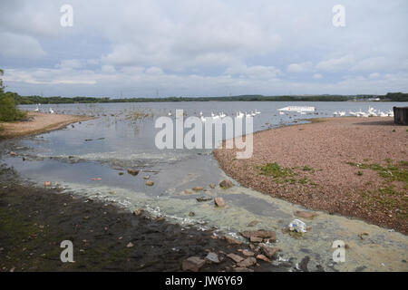 Cannock, Staffordshire, Großbritannien. 11. August 2017. blau/grün Algen als problematisch im chasewater Country Park mit Warnzeichen gegen ins Wasser Quelle: Daniel James armishaw/alamy live News hit Stockfoto