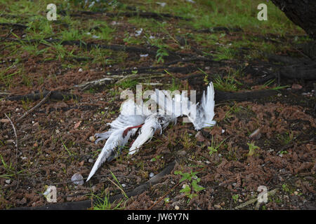 Cannock, Staffordshire, Großbritannien. 11. August 2017. blau/grün Algen als problematisch im chasewater Country Park mit Warnzeichen gegen ins Wasser Quelle: Daniel James armishaw/alamy live News hit Stockfoto