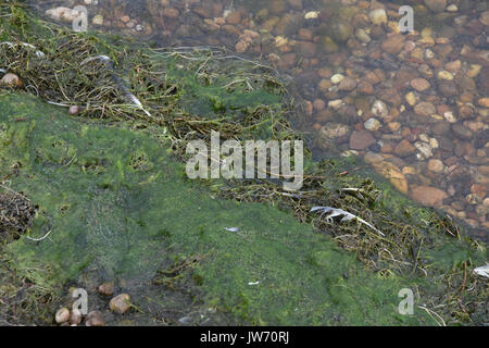 Cannock, Staffordshire, Großbritannien. 11 Aug, 2017. blau/grün Algen problematisch bei chasewater Country Park mit Warnzeichen gegen ins Wasser Quelle: Daniel James armishaw/alamy live news Credit: Daniel James armishaw/alamy live news Credit: Daniel James armishaw/alamy Leben Nachrichten geschlagen hat Stockfoto