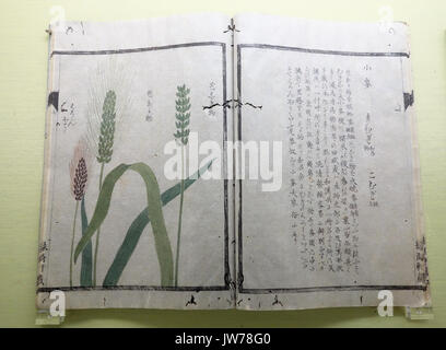 Natural History Alben von Pflanzen 21, Gräser, von Iwasaki Kan'en (1786 1842), illustriert von Baba Daisuke (1785 1868) et al Tokyo National Museum DSC05471 Stockfoto