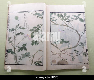 Alben von Pflanzen 3 2, Gräser, von Iwasaki Kan'en (1786 1842), Ansicht 1 Tokyo National Museum DSC05476 Stockfoto